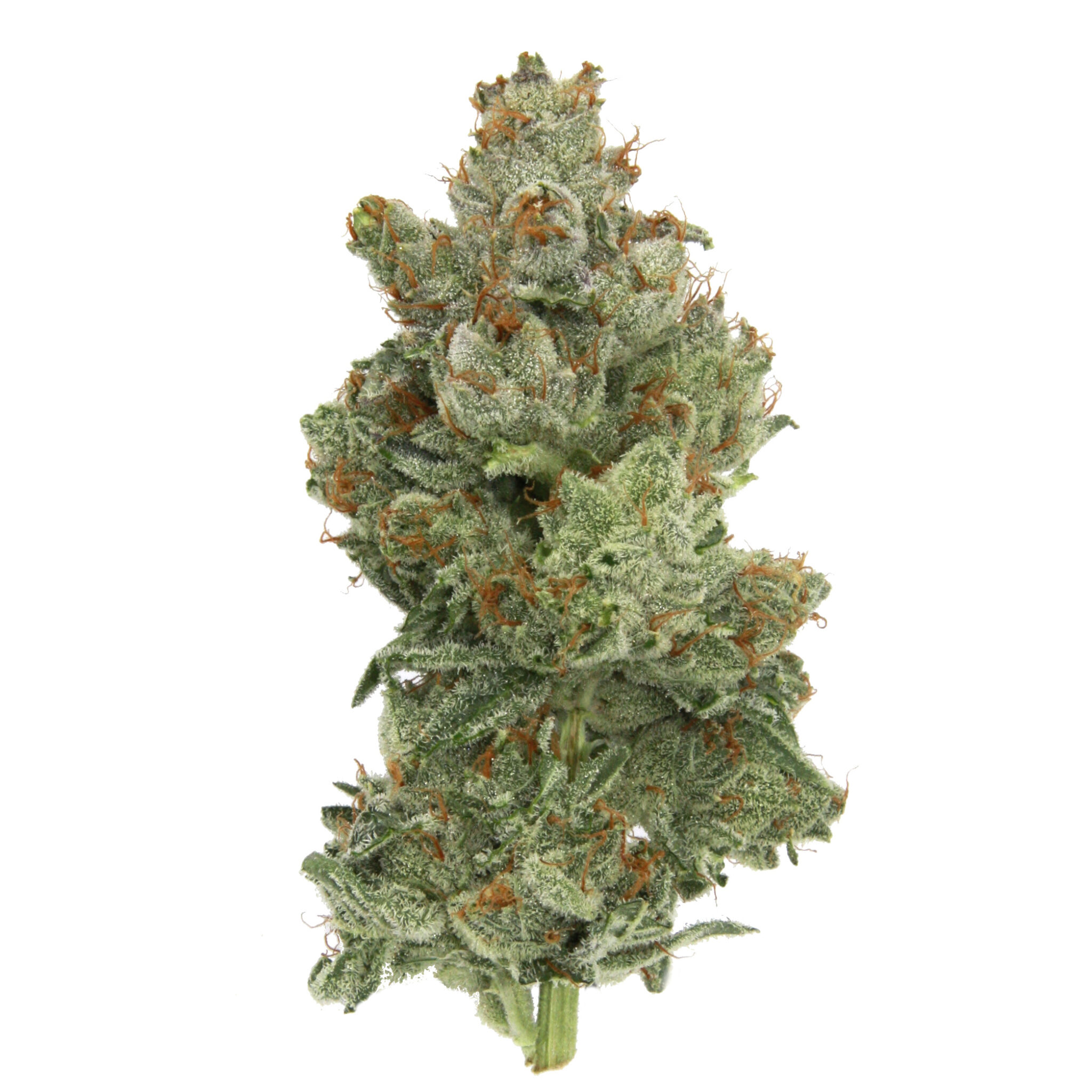 20210128-EOG-Profile-2048x2048