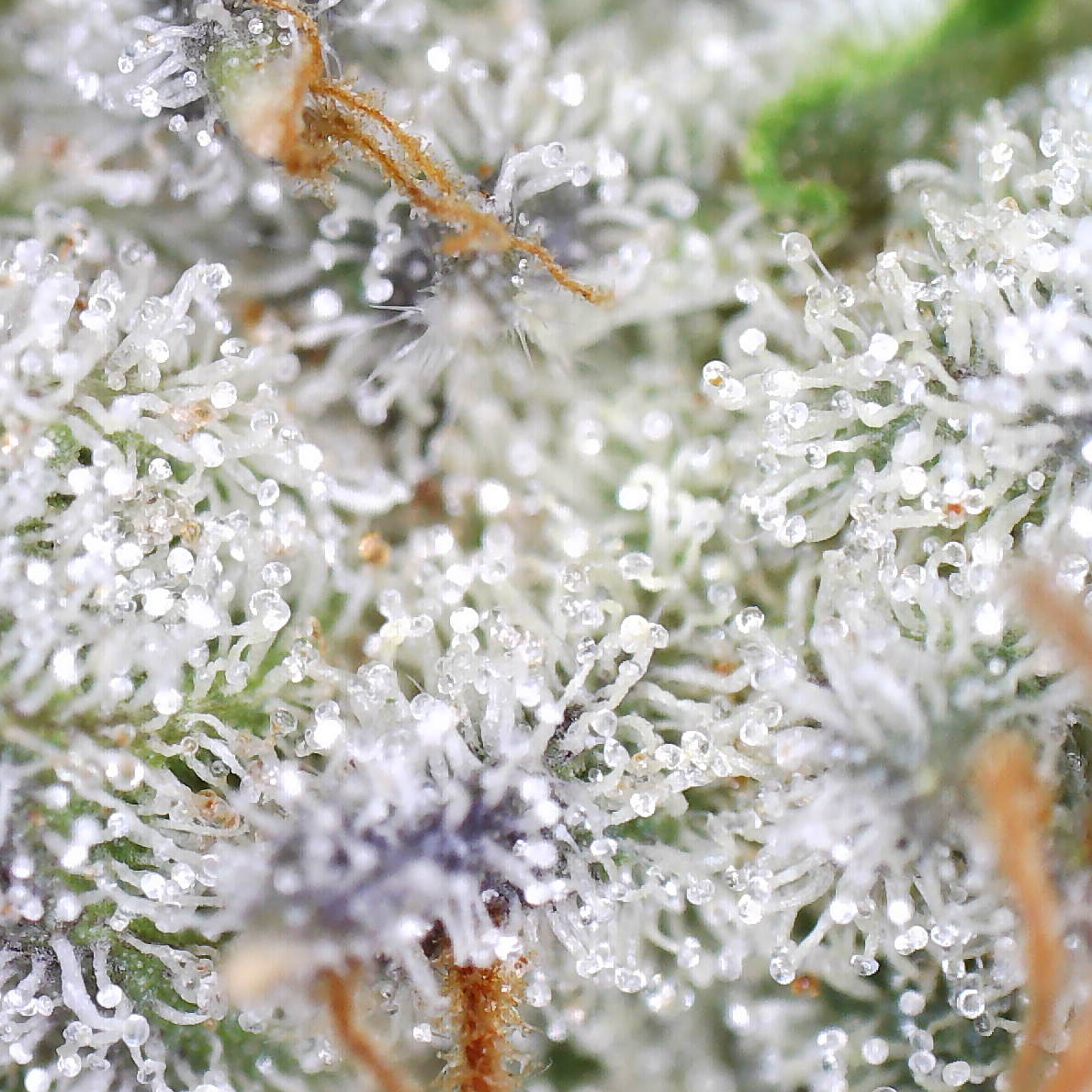 20210128_EOG-trichomes