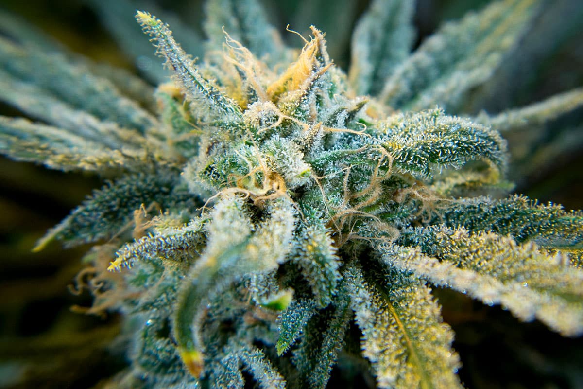 Cannabis plant