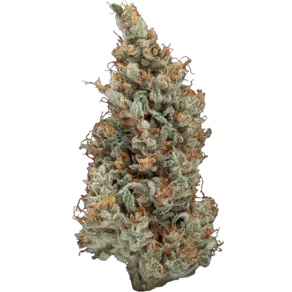Sour Jack (Sativa)